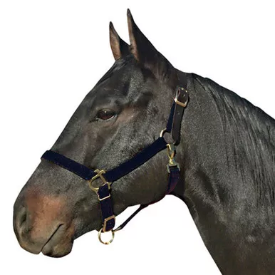INTREPID INTERNATIONAL Horse Poly with Leather Crown Halter